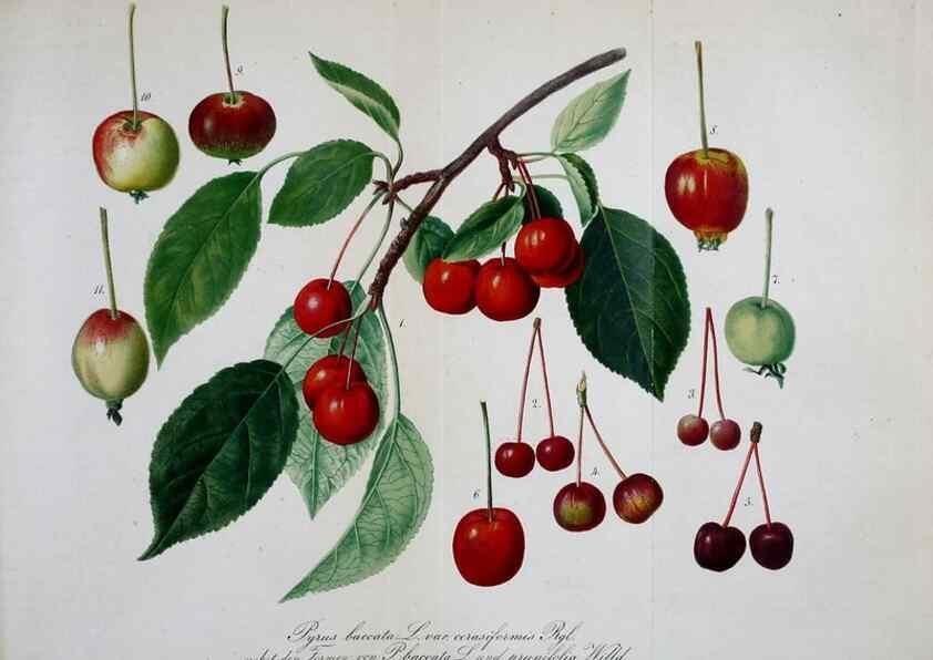 Reproducción/Reproduction 49691603727: Gartenflora.. Erlangen :F. Enke,1852-1940.. 