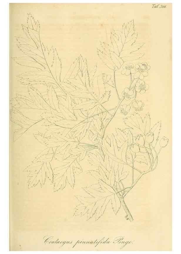 Reproducción/Reproduction 49691604637: Gartenflora.. Erlangen :F. Enke,1852-1940.. 