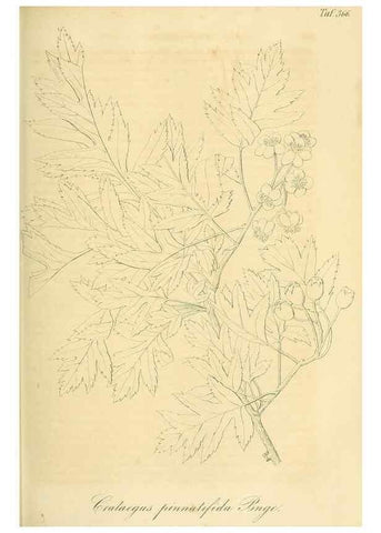 Reproducción/Reproduction 49691604637: Gartenflora.. Erlangen :F. Enke,1852-1940.. 