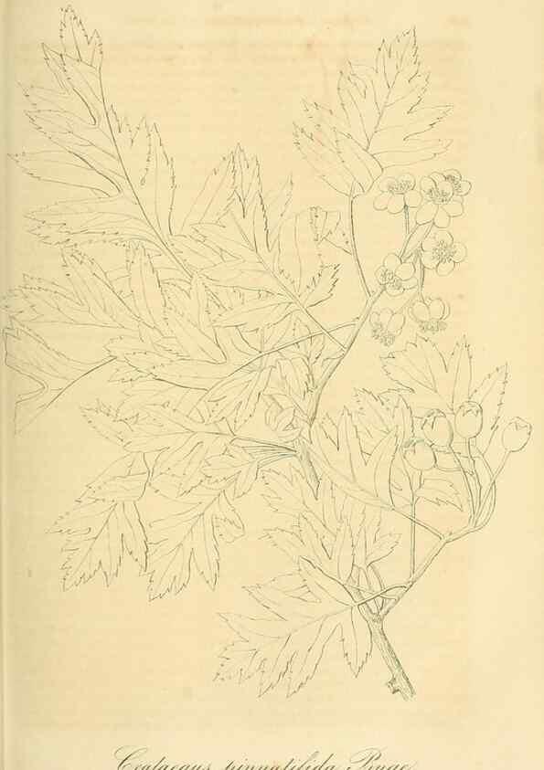 Reproducción/Reproduction 49691604637: Gartenflora.. Erlangen :F. Enke,1852-1940.. 