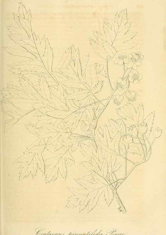 Reproducción/Reproduction 49691604637: Gartenflora.. Erlangen :F. Enke,1852-1940.. 
