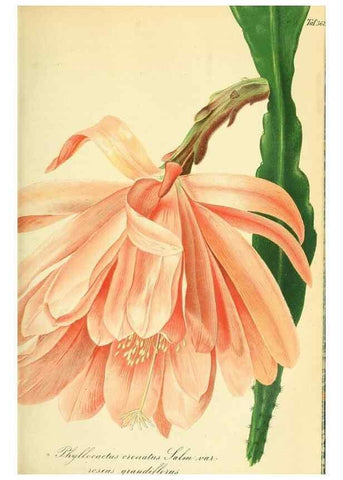 Reproducción/Reproduction 49691604927: Gartenflora.. Erlangen :F. Enke,1852-1940.. 