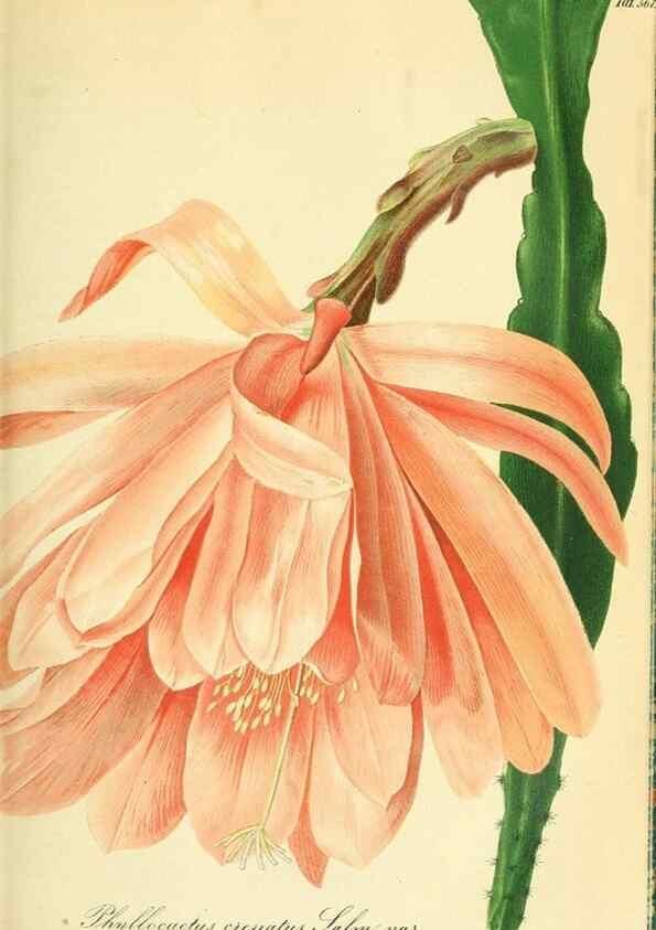 Reproducción/Reproduction 49691604927: Gartenflora.. Erlangen :F. Enke,1852-1940.. 