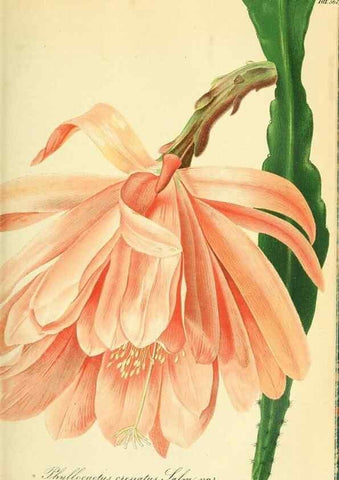 Reproducción/Reproduction 49691604927: Gartenflora.. Erlangen :F. Enke,1852-1940.. 