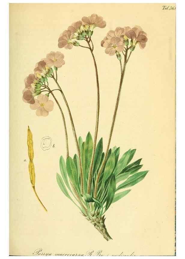 Reproducción/Reproduction 49691296641: Gartenflora.. Erlangen :F. Enke,1852-1940.. 