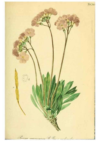 Reproducción/Reproduction 49691296641: Gartenflora.. Erlangen :F. Enke,1852-1940.. 