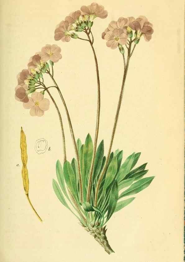 Reproducción/Reproduction 49691296641: Gartenflora.. Erlangen :F. Enke,1852-1940.. 