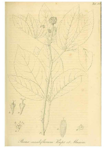 Reproducción/Reproduction 49691605677: Gartenflora.. Erlangen :F. Enke,1852-1940.. 