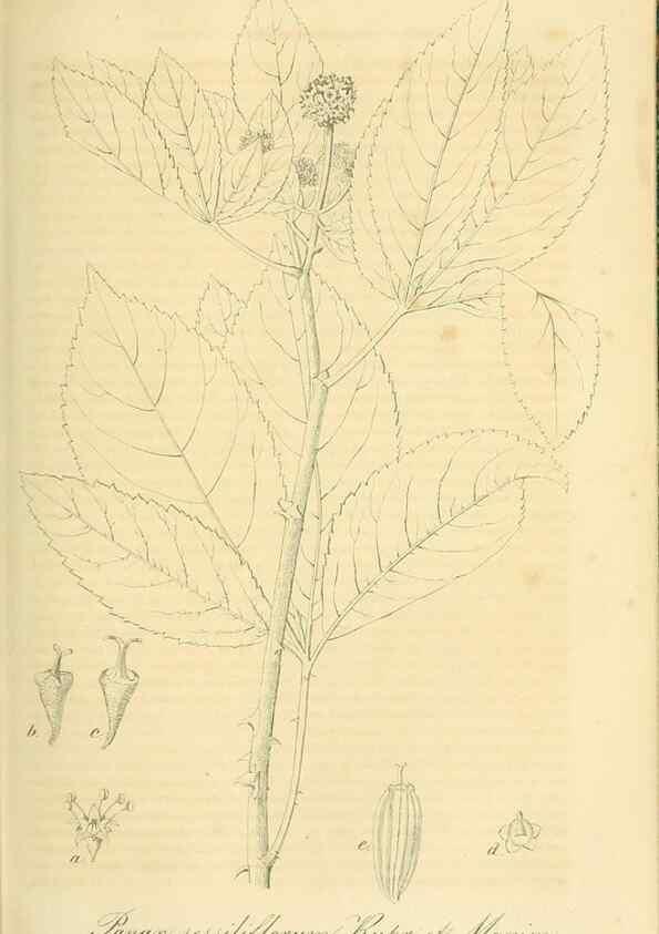 Reproducción/Reproduction 49691605677: Gartenflora.. Erlangen :F. Enke,1852-1940.. 