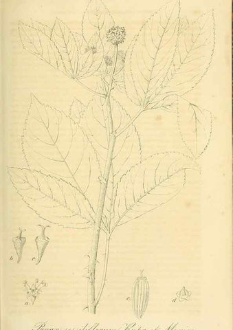 Reproducción/Reproduction 49691605677: Gartenflora.. Erlangen :F. Enke,1852-1940.. 