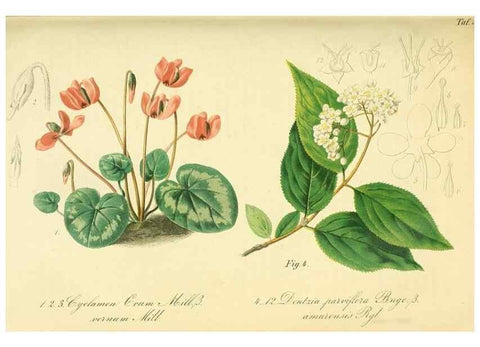 Reproducción/Reproduction 49691605972: Gartenflora.. Erlangen :F. Enke,1852-1940.. 