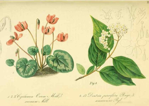 Reproducción/Reproduction 49691605972: Gartenflora.. Erlangen :F. Enke,1852-1940.. 
