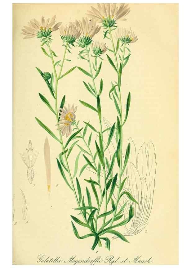 Reproducción/Reproduction 49691297971: Gartenflora.. Erlangen :F. Enke,1852-1940.. 