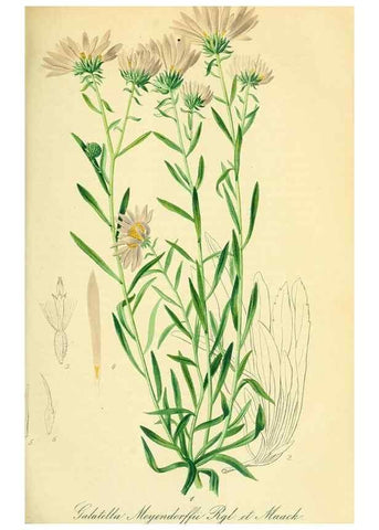 Reproducción/Reproduction 49691297971: Gartenflora.. Erlangen :F. Enke,1852-1940.. 