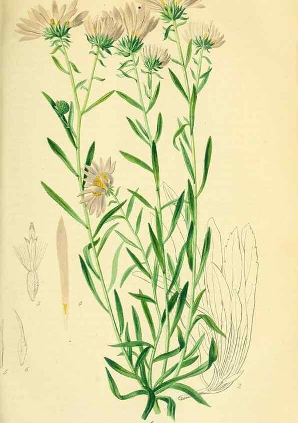 Reproducción/Reproduction 49691297971: Gartenflora.. Erlangen :F. Enke,1852-1940.. 