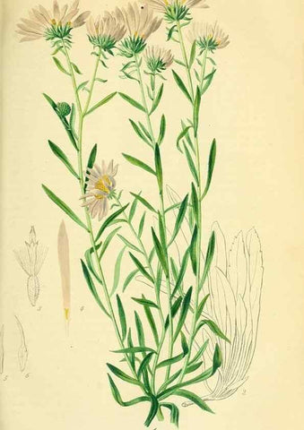 Reproducción/Reproduction 49691297971: Gartenflora.. Erlangen :F. Enke,1852-1940.. 