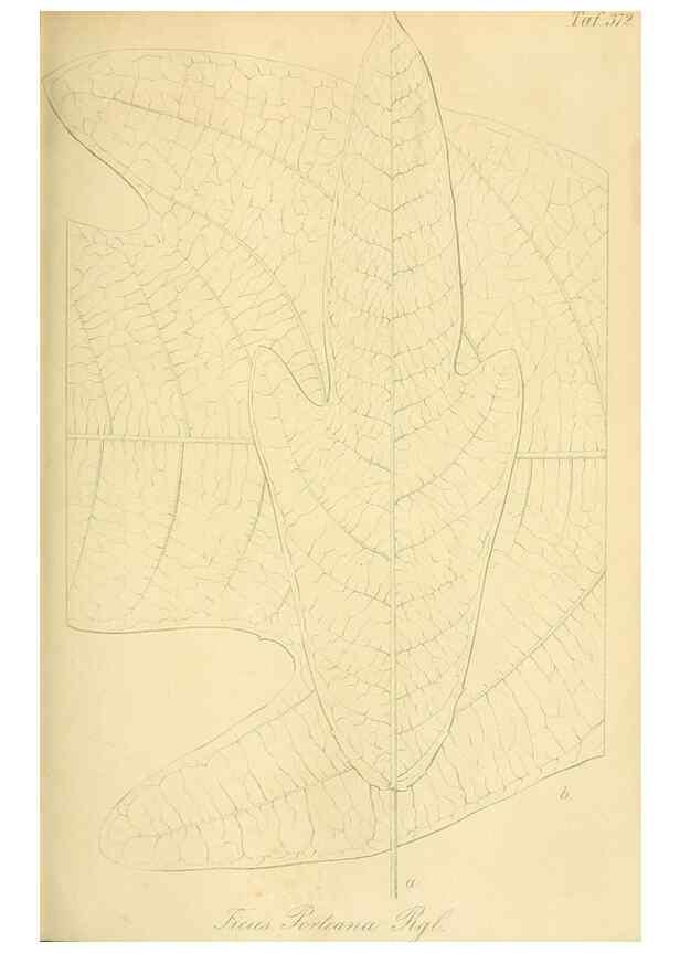 Reproducción/Reproduction 49690762588: Gartenflora.. Erlangen :F. Enke,1852-1940.. 