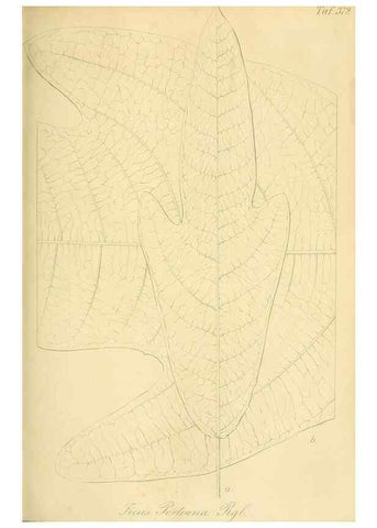 Reproducción/Reproduction 49690762588: Gartenflora.. Erlangen :F. Enke,1852-1940.. 