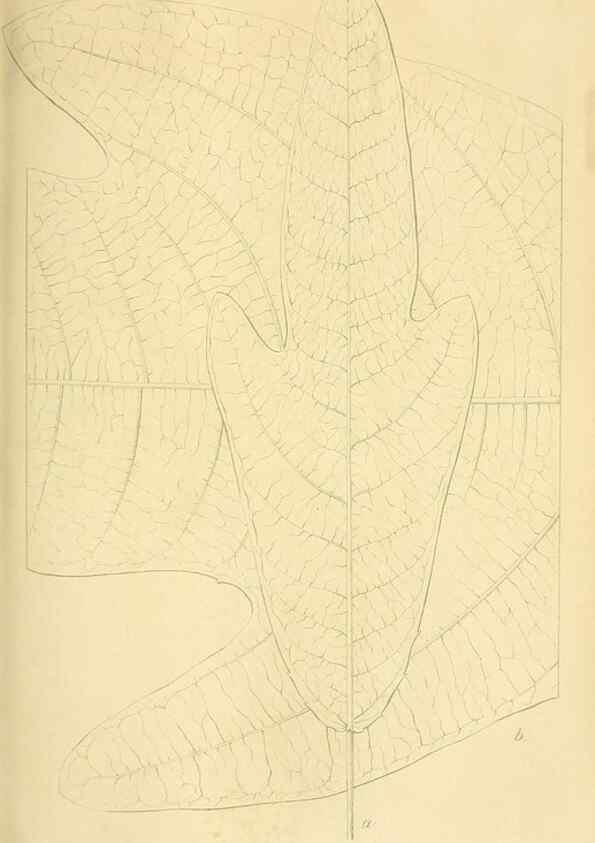 Reproducción/Reproduction 49690762588: Gartenflora.. Erlangen :F. Enke,1852-1940.. 