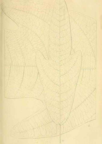 Reproducción/Reproduction 49690762588: Gartenflora.. Erlangen :F. Enke,1852-1940.. 