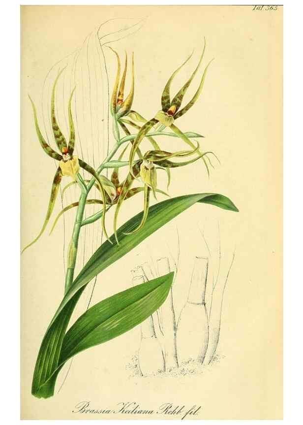 Reproducción/Reproduction 49691604337: Gartenflora.. Erlangen :F. Enke,1852-1940.. 