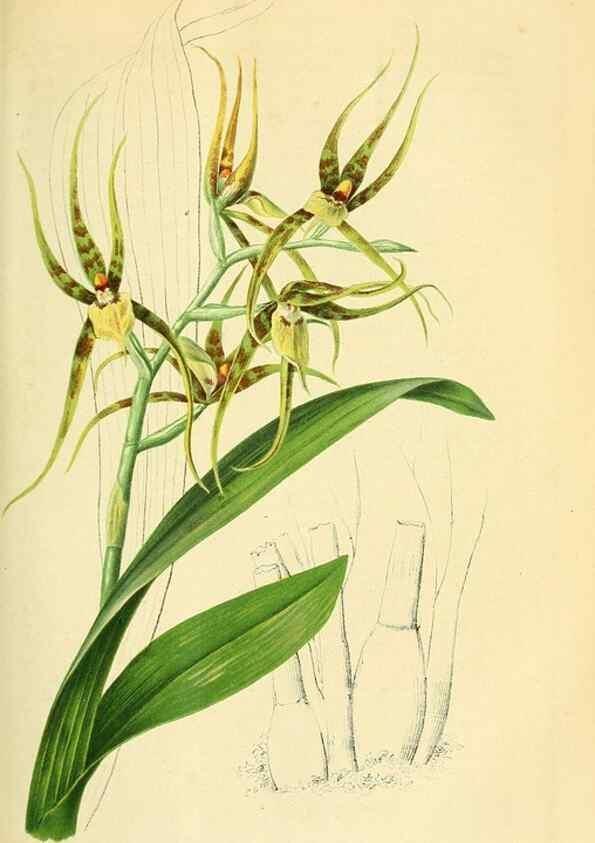 Reproducción/Reproduction 49691604337: Gartenflora.. Erlangen :F. Enke,1852-1940.. 