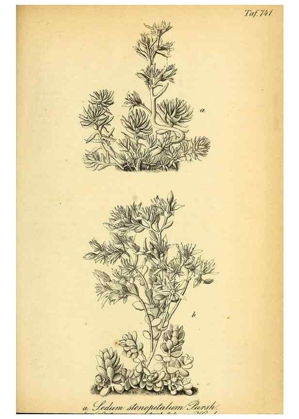 Reproducción/Reproduction 49704989977: Gartenflora.. Erlangen :F. Enke,1852-1940.. 