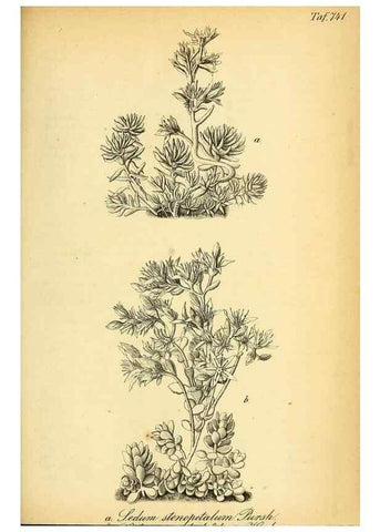 Reproducción/Reproduction 49704989977: Gartenflora.. Erlangen :F. Enke,1852-1940.. 