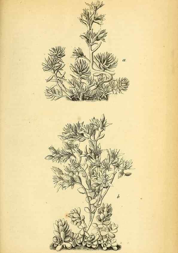 Reproducción/Reproduction 49704989977: Gartenflora.. Erlangen :F. Enke,1852-1940.. 