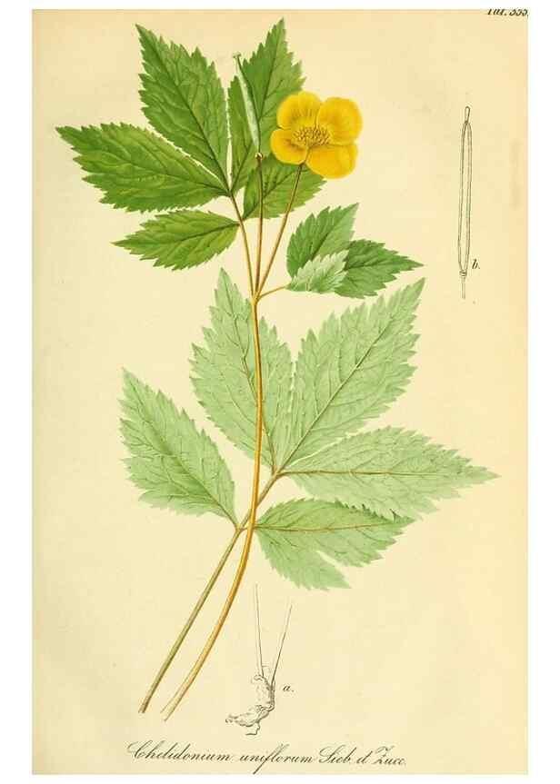 Reproducción/Reproduction 49691290691: Gartenflora.. Erlangen :F. Enke,1852-1940.. 