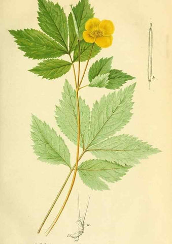 Reproducción/Reproduction 49691290691: Gartenflora.. Erlangen :F. Enke,1852-1940.. 