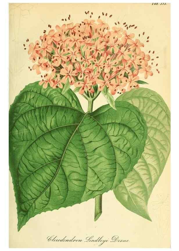 Reproducción/Reproduction 49691289871: Gartenflora.. Erlangen :F. Enke,1852-1940.. 