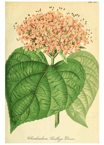 Reproducción/Reproduction 49691289871: Gartenflora.. Erlangen :F. Enke,1852-1940.. 