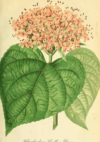 Reproducción/Reproduction 49691289871: Gartenflora.. Erlangen :F. Enke,1852-1940.. 
