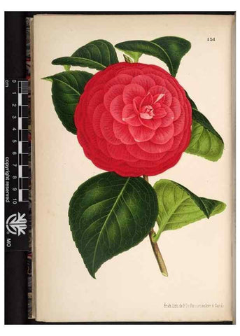Reproducción/Reproduction 49691213072: L'Illustration horticole :. Gand, Belgium :Imprimerie et lithographie de F. et E. Gyselnyck,1854-1896.. 