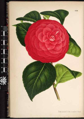 Reproducción/Reproduction 49691213072: L'Illustration horticole :. Gand, Belgium :Imprimerie et lithographie de F. et E. Gyselnyck,1854-1896.. 