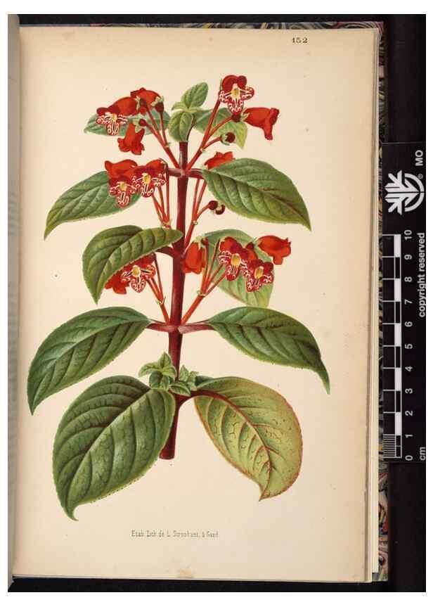 Reproducción/Reproduction 49690369928: L'Illustration horticole :. Gand, Belgium :Imprimerie et lithographie de F. et E. Gyselnyck,1854-1896.. 