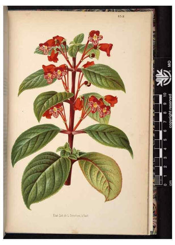 Reproducción/Reproduction 49690369928: L'Illustration horticole :. Gand, Belgium :Imprimerie et lithographie de F. et E. Gyselnyck,1854-1896.. 