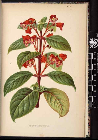 Reproducción/Reproduction 49690369928: L'Illustration horticole :. Gand, Belgium :Imprimerie et lithographie de F. et E. Gyselnyck,1854-1896.. 