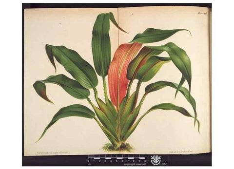 Reproducción/Reproduction 49690370138: L'Illustration horticole :. Gand, Belgium :Imprimerie et lithographie de F. et E. Gyselnyck,1854-1896.. 