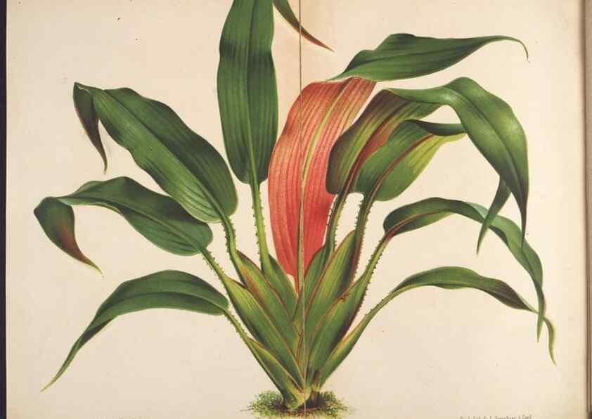 Reproducción/Reproduction 49690370138: L'Illustration horticole :. Gand, Belgium :Imprimerie et lithographie de F. et E. Gyselnyck,1854-1896.. 
