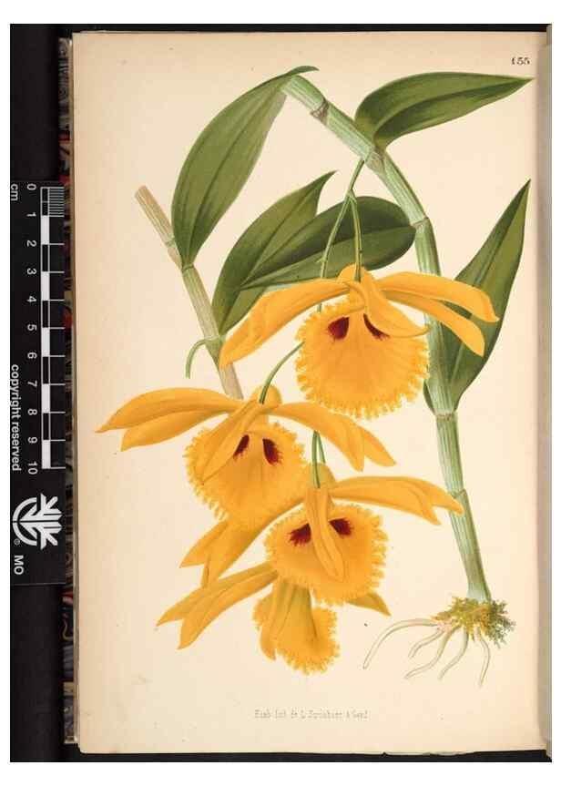 Reproducción/Reproduction 49690370383: L'Illustration horticole :. Gand, Belgium :Imprimerie et lithographie de F. et E. Gyselnyck,1854-1896.. 