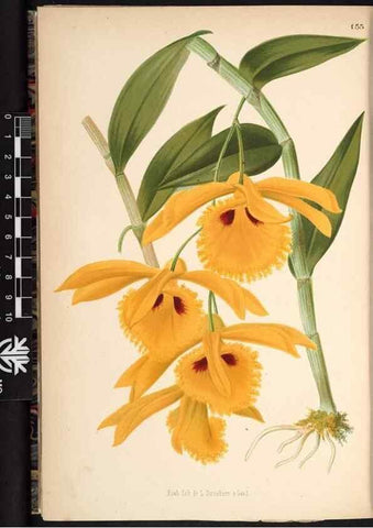 Reproducción/Reproduction 49690370383: L'Illustration horticole :. Gand, Belgium :Imprimerie et lithographie de F. et E. Gyselnyck,1854-1896.. 