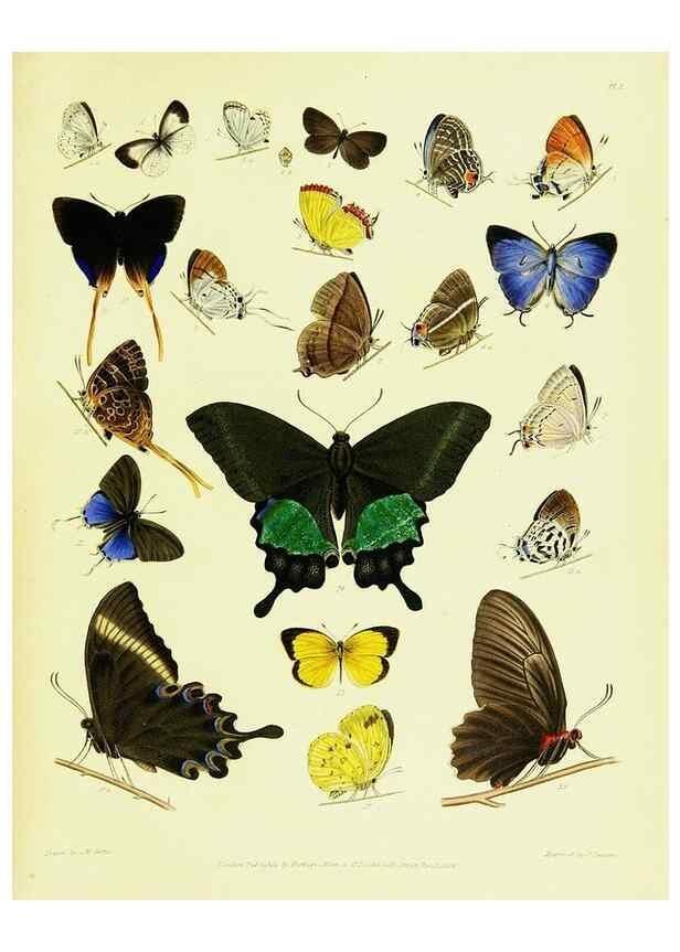 Reproducción/Reproduction 49691197231: A Descriptive catalogue of the lepidopterous insects contained in the Museum of the honourable East-India company,. London,Published by Parbury, Allen, & Co.,1828-29.. 