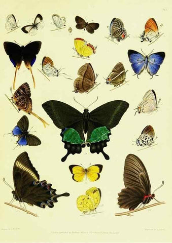 Reproducción/Reproduction 49691197231: A Descriptive catalogue of the lepidopterous insects contained in the Museum of the honourable East-India company,. London,Published by Parbury, Allen, & Co.,1828-29.. 