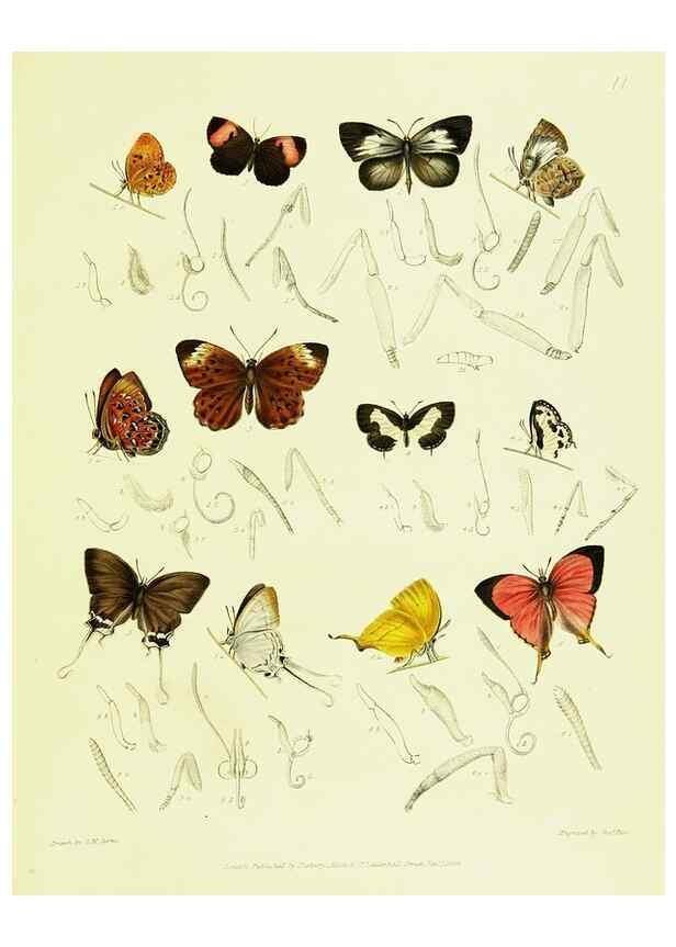 Reproducción/Reproduction 49691506012: A Descriptive catalogue of the lepidopterous insects contained in the Museum of the honourable East-India company,. London,Published by Parbury, Allen, & Co.,1828-29.. 