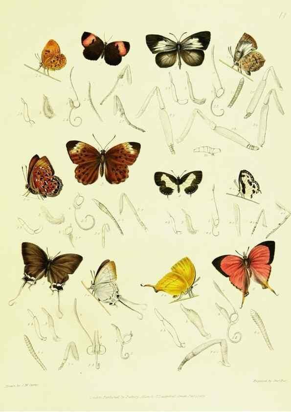 Reproducción/Reproduction 49691506012: A Descriptive catalogue of the lepidopterous insects contained in the Museum of the honourable East-India company,. London,Published by Parbury, Allen, & Co.,1828-29.. 