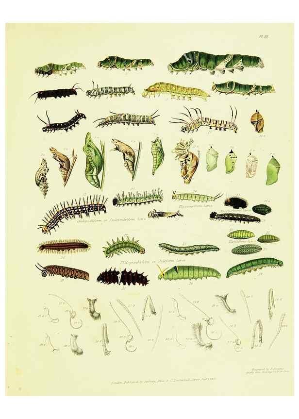 Reproducción/Reproduction 49691197626: A Descriptive catalogue of the lepidopterous insects contained in the Museum of the honourable East-India company,. London,Published by Parbury, Allen, & Co.,1828-29.. 