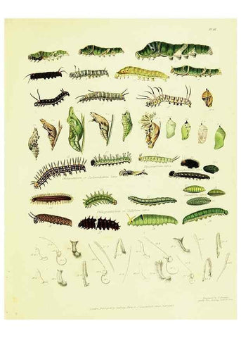 Reproducción/Reproduction 49691197626: A Descriptive catalogue of the lepidopterous insects contained in the Museum of the honourable East-India company,. London,Published by Parbury, Allen, & Co.,1828-29.. 