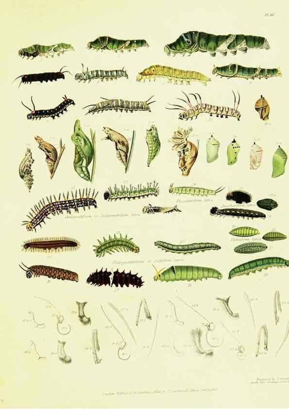 Reproducción/Reproduction 49691197626: A Descriptive catalogue of the lepidopterous insects contained in the Museum of the honourable East-India company,. London,Published by Parbury, Allen, & Co.,1828-29.. 